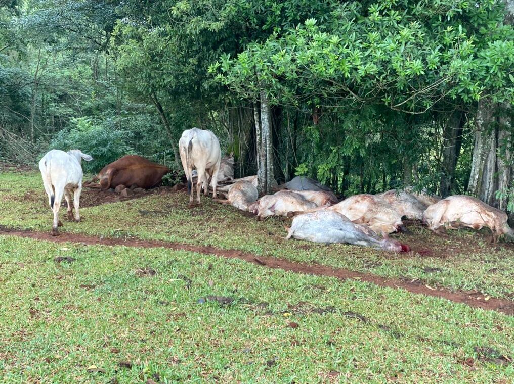 Fueron solo cinco minutos de lluvia, pero la descarga eléctrica acertó el lugar donde estaban algunos de los animales. Foto: Gentileza.
