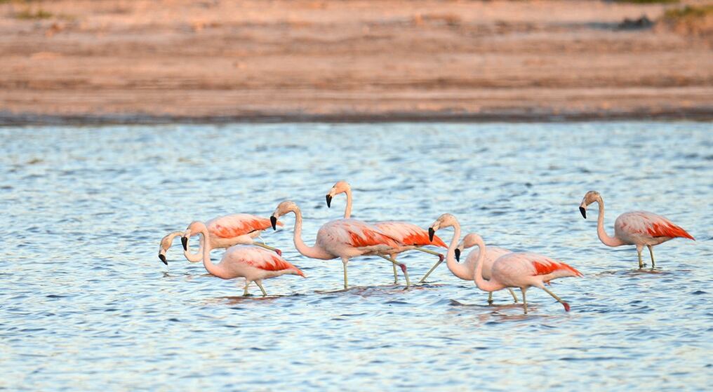 Flamencos vuelven al Chaco paraguayo. Foto: Paraguay Salvaje-Facebook.