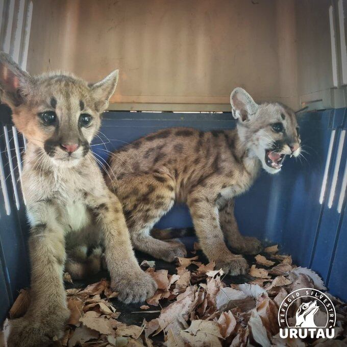 Voluntarios del Refugio Urutaú encontraron dos cachorros de puma en total estado de desnutrición, ambos tienen entre 2 y 3 meses de edad. Foto: Gentileza.