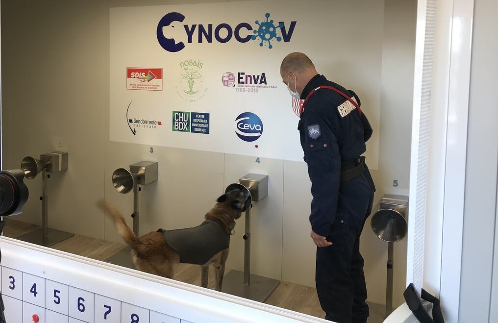 Un labrador Marvel y otros tres pastores malinois y alemán son parte de un proyecto para encontrar el coronavirus a través del sudor humano. Foto: Gentileza.