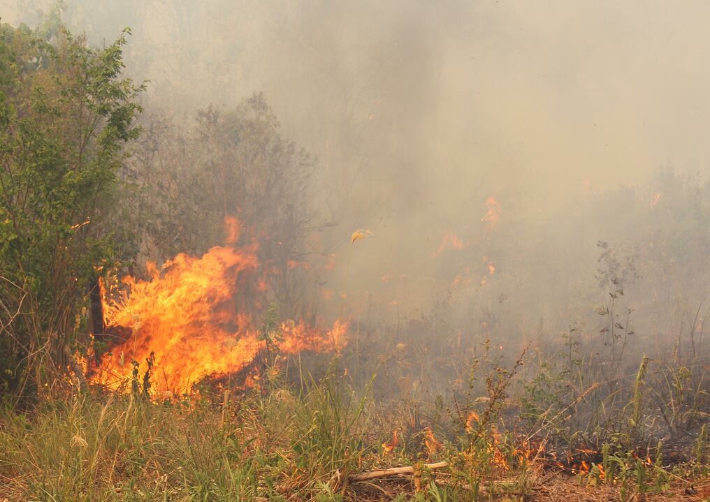 Los incendios en la Reserva San Rafael consumieron 33.000 hectáreas del área protegida. Fotos: Hugo Garay / WWF 
