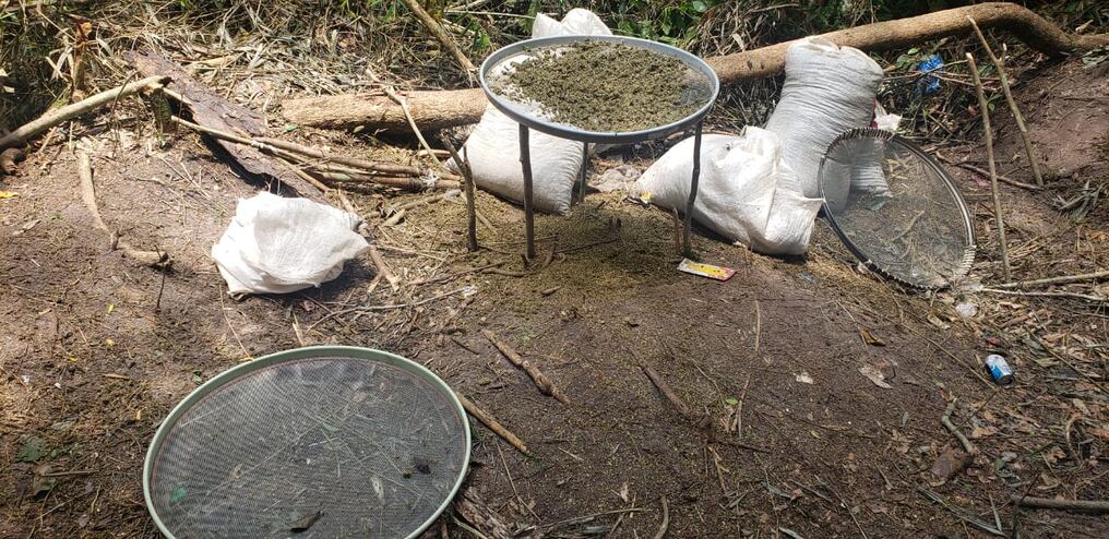 Alrededor de 7300 kg de marihuana picada se pudo destruir además de prensas rústicas. Foto: Gentileza.