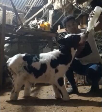 La familia Benítez, de la compañía Loma de la ciudad de Caazapá, se preparó para recibir a un ternero, como es habitual, pero en este caso se llevó una sorpresa: el animalito nació sin sus extremidades inferiores desarrolladas. Foto: Captura de video