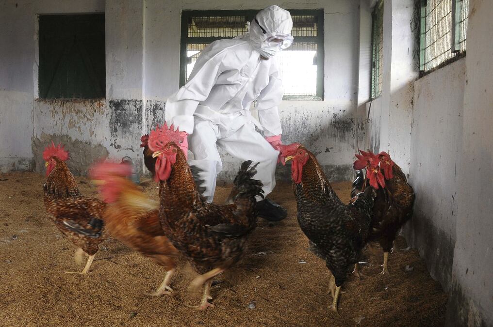 Hasta la fecha del 9 de marzo Argentina presenta 40 casos confirmados con positivo de la gripe aviar, de los cuales 32 fueron en aves de traspatio, 4 en silvestres y 4 en el sector comercial. Foto: AFP.