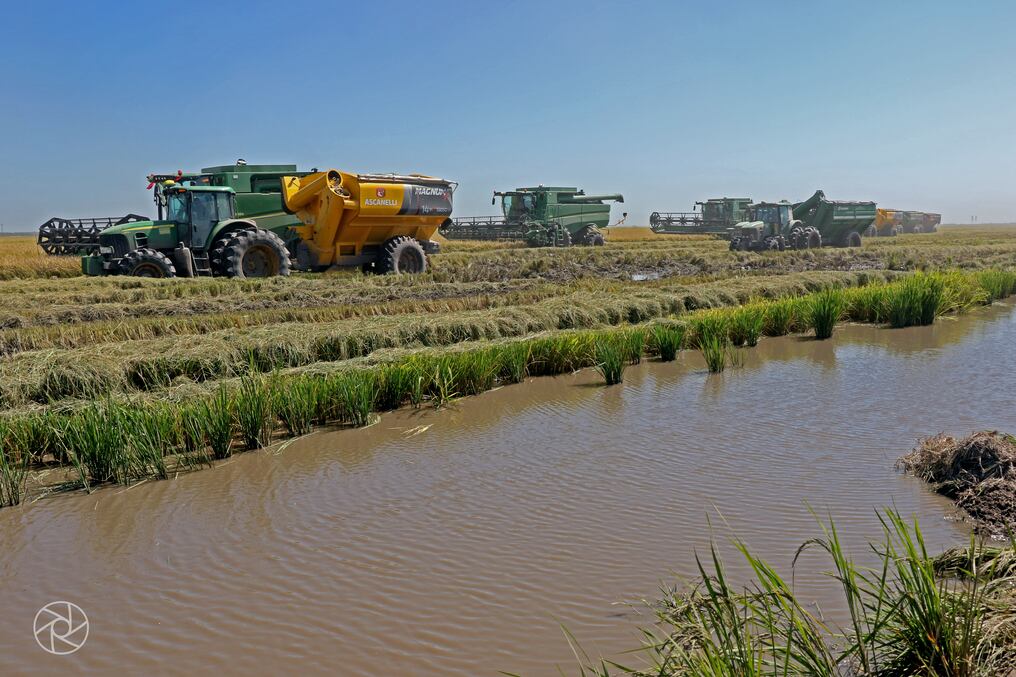 Inició la campaña agrícola de producción de arroz 2022/2023 ante un escenario de sequía y suba de precios de insumos. Foto: Archivo/Nadia Monges.