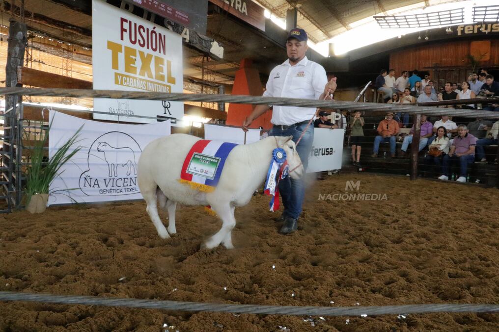 La Segunda Edición del Remate Anual, Fusión Texel casi duplicada, comercializó un total de106 ovinos, de 66 lotes con la participación de 18 cabañas. Foto: Néstor Soto