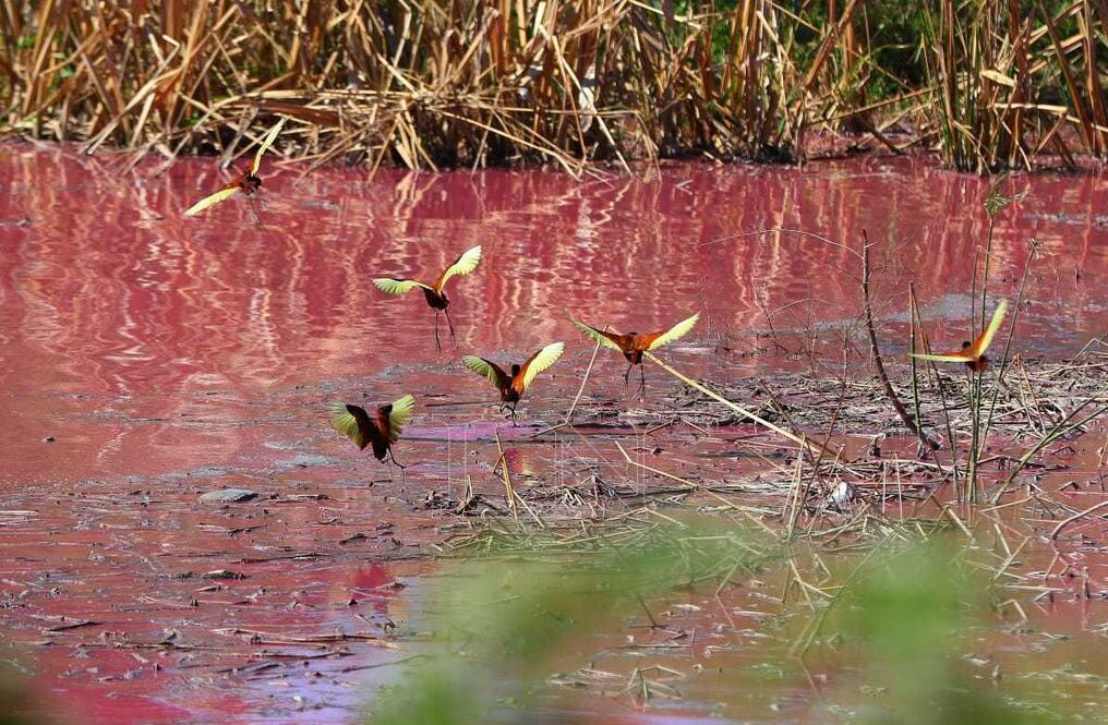 Funcionarios del Mades acudieron hasta la empresa que sería culpable de la contaminación, pero no fueron permitidos para ingresar. Foto: Christian Meza.