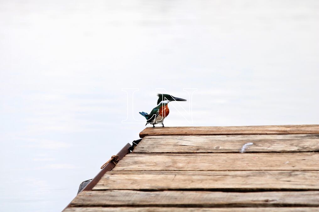En Paraguay se documentaron más de 40 especies de aves migratorias que llegan del hemisferio Norte. Foto: Nadia Monges.