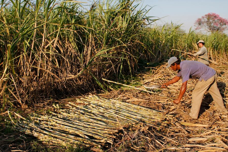 La planta alcoholera de Petropar prevé molir 450.000 toneladas de caña de azúcar y producir 27 millones en la zafra 2021. Foto: Ilustrativa.