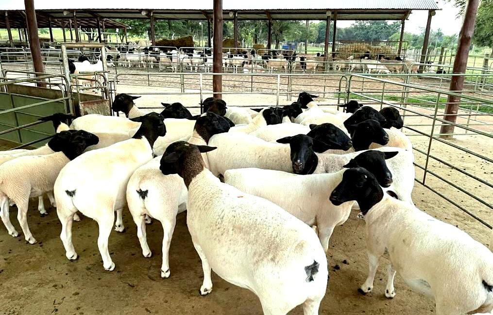 Para el movimiento de ganado menor de las especies ovino y caprino, desde este 1 de enero serán requeridos la guía de traslado y el Certificado Oficial de Tránsito de Animales (COTA). Foto: Archivo.