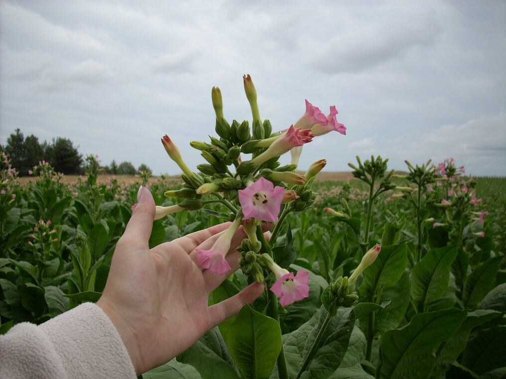 Del cultivo de tabaco y de la producción industrial de cigarrillos viven más de 40.000 personas en Paraguay, según datos del sector. Foto: Archivo.