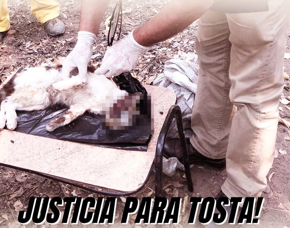 “Por un Paraguay libre de maltrato Animal”, la Dirección Nacional de Defensa, Salud y Bienestar Animal (Dndsyba) celebró la condena por maltrato animal e instó a la ciudadanía a realizar denuncias de cuando ocurren estos hechos. Foto: Gentileza.