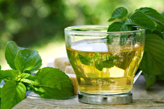 Boldo: mucho más que un té digestivo