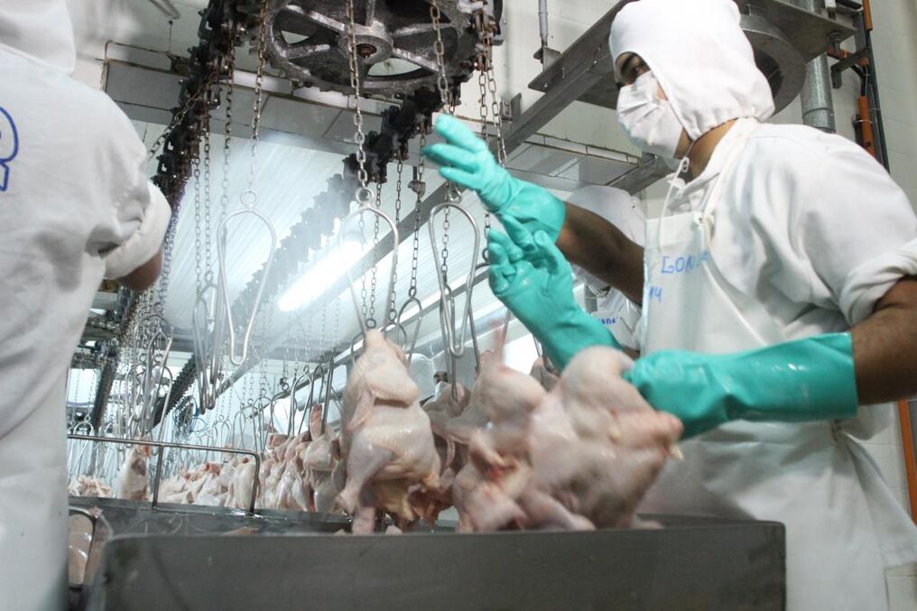 Al cierre de abril los embarques de carne aviar, menudencias y despojos se realizaron por un total de 4240 toneladas que representaron un ingreso de USD 4.035.513, según informe del Servicio Nacional de Calidad y Salud Animal (Senacsa). Foto: Archivo