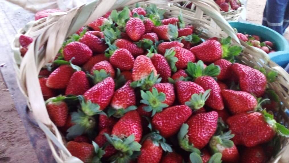 Las Delicias de Estanzuela desde hace varios años ofrece productos derivados de la frutilla como dulces y licores artesanales en su feria permanente. Foto: Ilustrativa/Archivo.