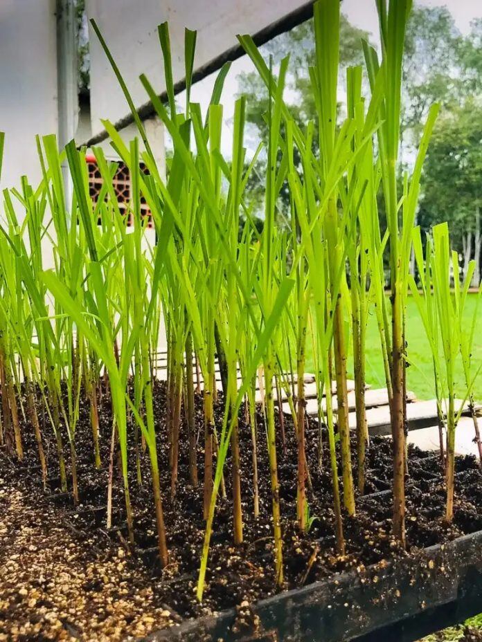 Con esto buscan la producción de semilla de caña en forma masiva, mejorando las características fenotípicas de cada variedad. Foto; Gentileza.