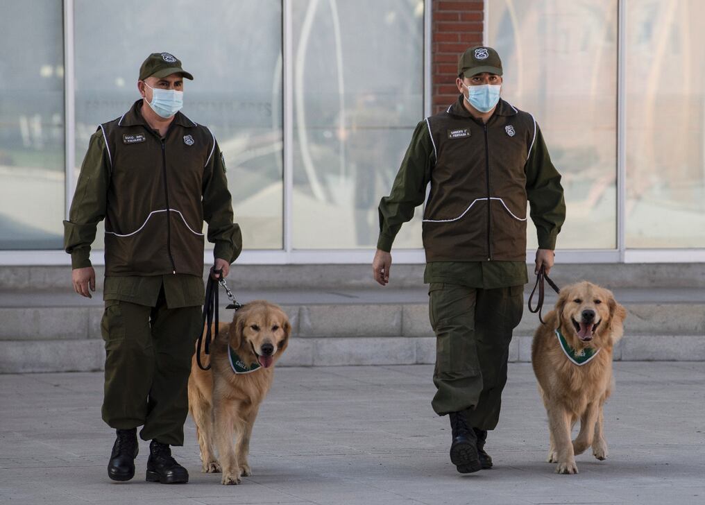 Los miembros del equipo de entrenamiento canino de la policía chilena pasean a dos perros golden retriever antes del comienzo de su sesión de entrenamiento con el objetivo de detectar personas infectadas con el coronavirus durante una presentación a la prensa, en Santiago, el 14 de julio del 2020. 
Foto: AFP.