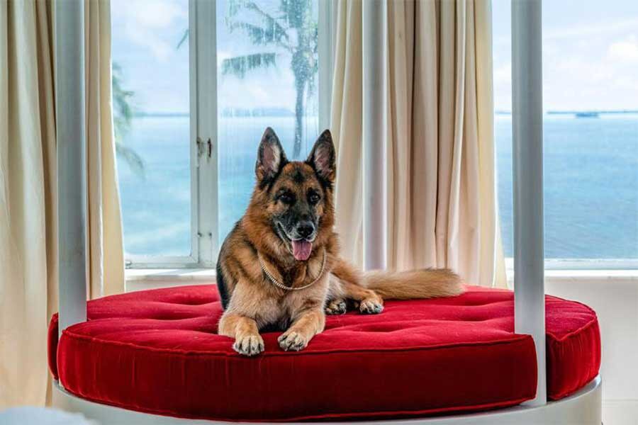 Gunther VI, el perro más rico del mundo vendió su mansión en Miami por casi 32 millones de dólares. Foto: Gentileza.