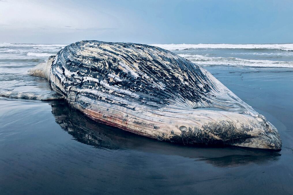 Los pobladores dieron el aviso a las autoridades locales por la magnitud de la especie y este sábado el director regional de esa institución, en compañía de un técnico marino costero, corroboró el hallazgo. Foto: AFP.