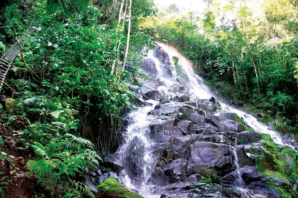 La Itaipú Binacional resalta el rol fundamental que cumplen los bosques para la conservación de la preponderante biodiversidad. Foto: Gentileza.