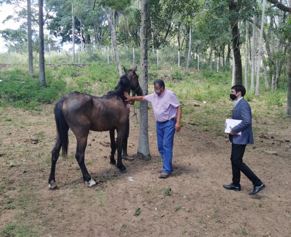 Uno de los dos equinos rescatados en San Bernardino. Foto: Dirección de Defensa Animal.