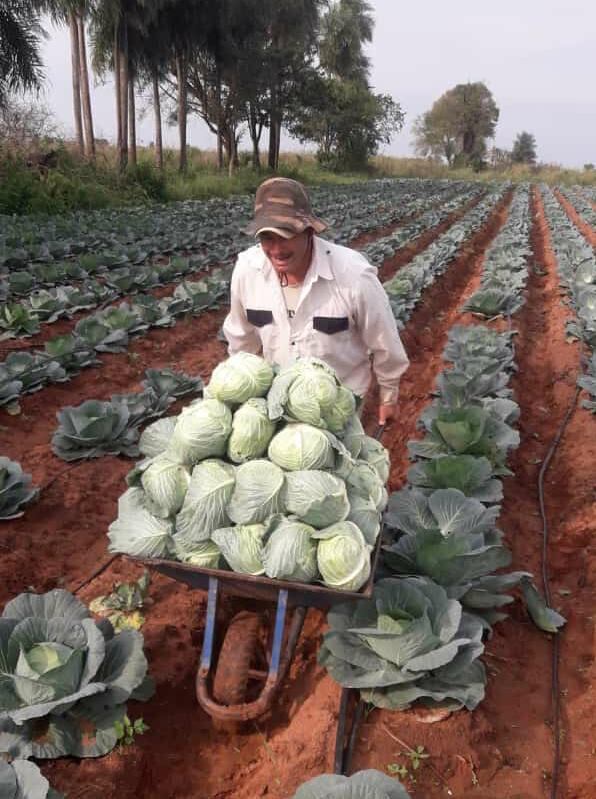 Con apoyo del Crédito Agrícola de Habilitación (CAH), los pobladores encaran los cultivos a fin de mejorar su situación económica. Foto: Archivo.