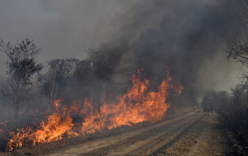 Entre 2001 y 2020, Bolivia perdió más de 60.000 km2 de cobertura arbórea. Foto: AFP.