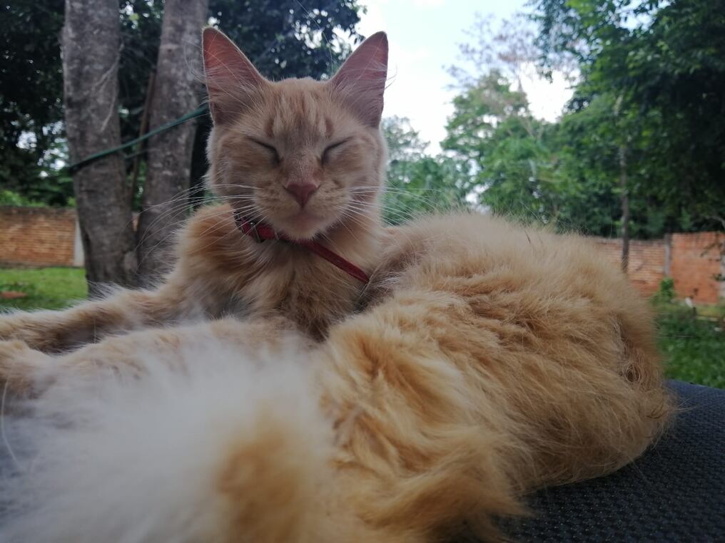 Desde Patitas Felices recuerdan que las mascotas adultas merecen tener un hogar donde puedan recibir amor, cuidados y atención. Foto: Ilustrativa.