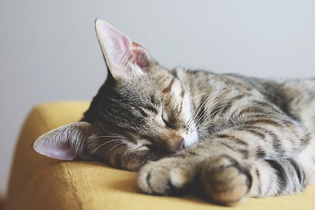 Los gatos suelen parpadear para comunicar que están cómodos. Foto: Ilustrativa