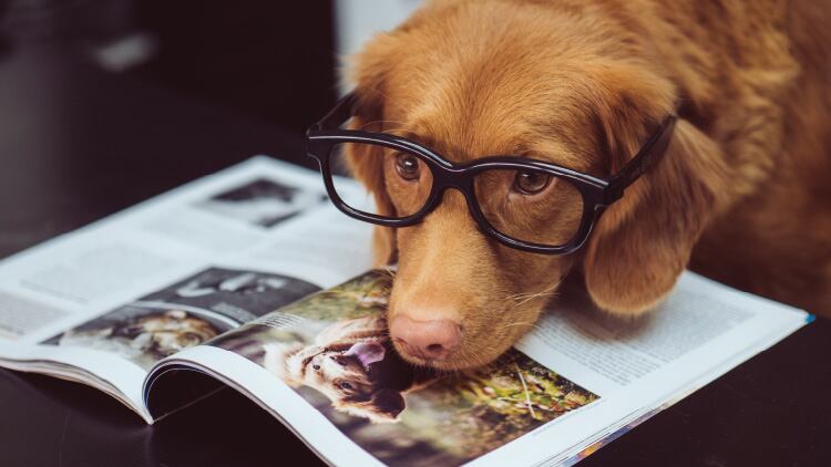 ¿Cómo saber si tu perro está perdiendo la vista?