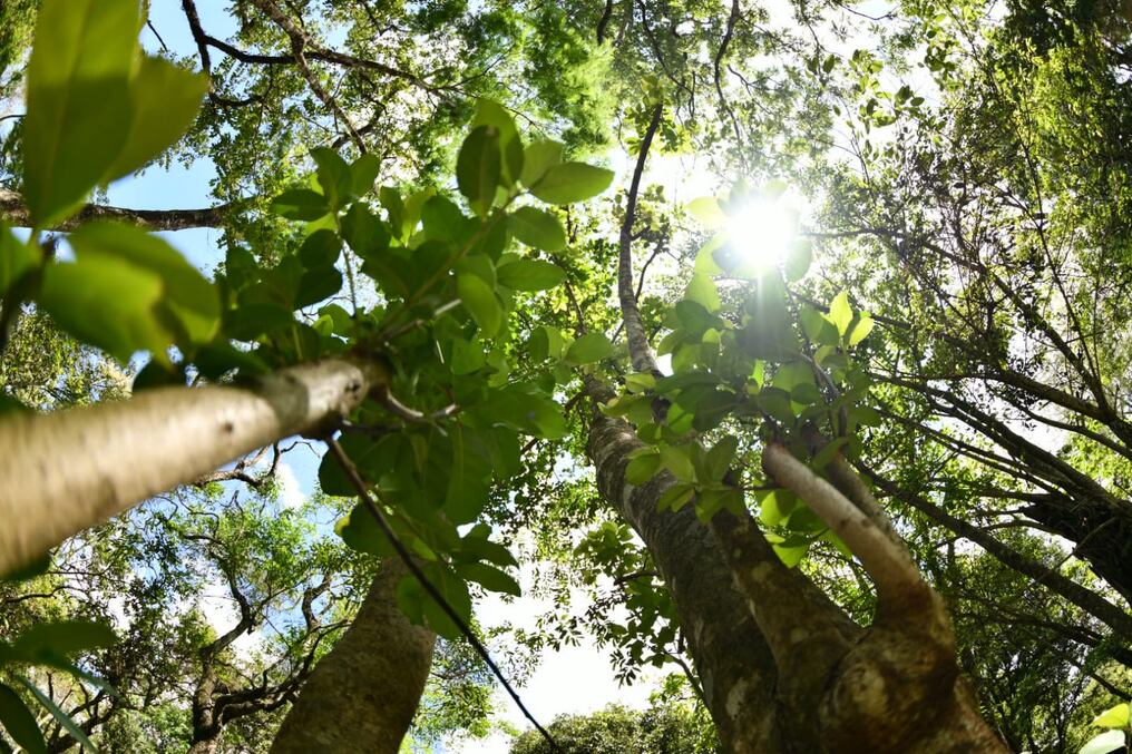 Los bosques ofrecen una gran variedad de beneficios para la sociedad. Foto: Gentileza.