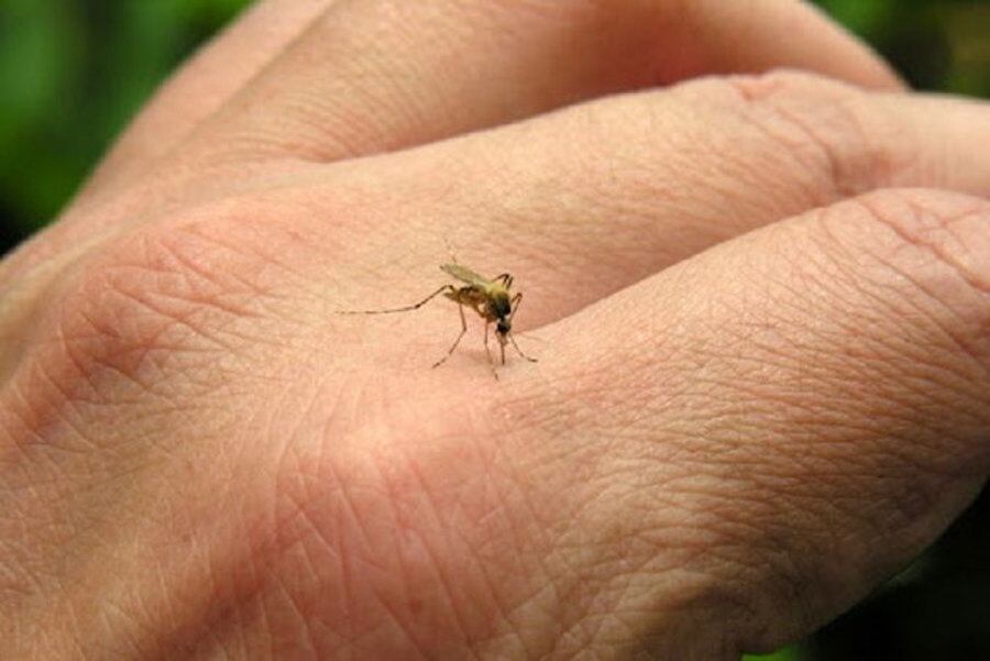 El informe actualizado de arbovirosis de la Dirección de Vigilancia de la Salud informa que a la fecha 837 personas enfermaron por dengue en lo que va del año. Foto: Gentileza.