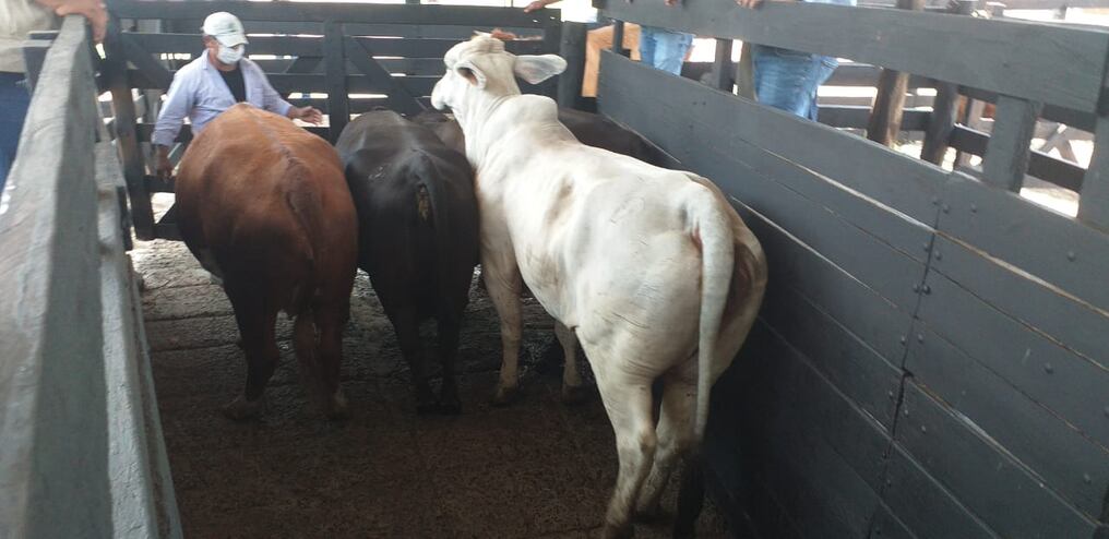 La inmunización contra la brucelosis bovina a nivel país también quedó habilitada, y se pretende llegar a 1.100.000 animales. Foto: Gentileza.
