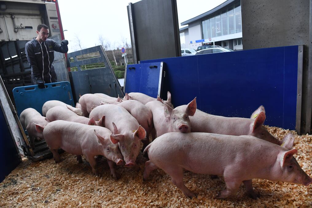 Desde la APPC, recomendaron que los dueños de unidades productivas deben minimizar la entrada y salida de personal externo a los galpones para contribuir al manejo sanitario. Foto: Archivo.