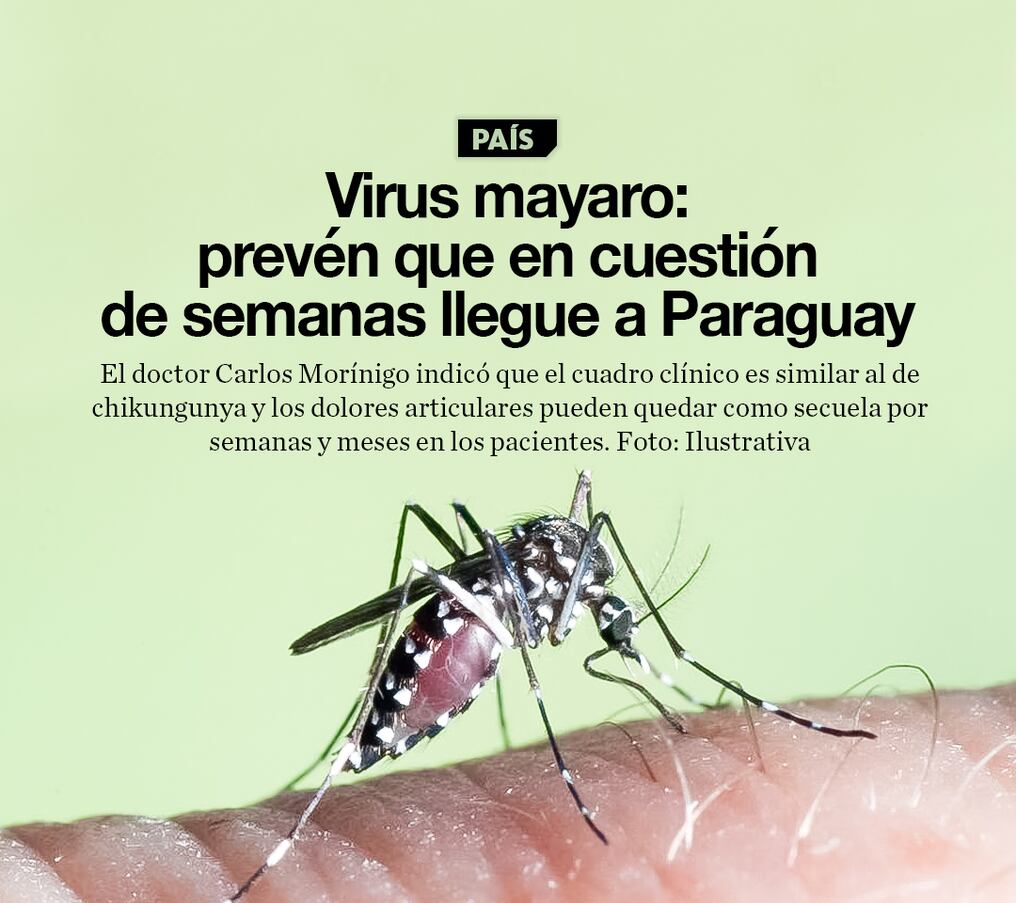Virus mayaro: prevén que en cuestión de semanas llegue a Paraguay