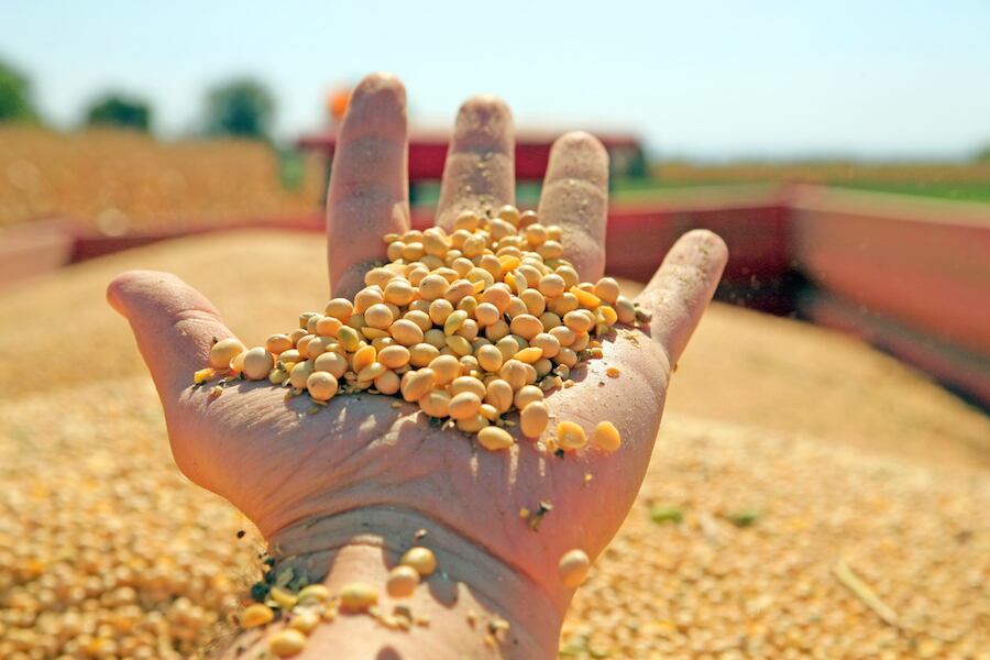 Paraguay exporta a Canadá semillas oleaginosas, azúcar, máquinas hormigoneras, y también se busca la ampliación de la base exportadora potencial. Foto: Archivo.