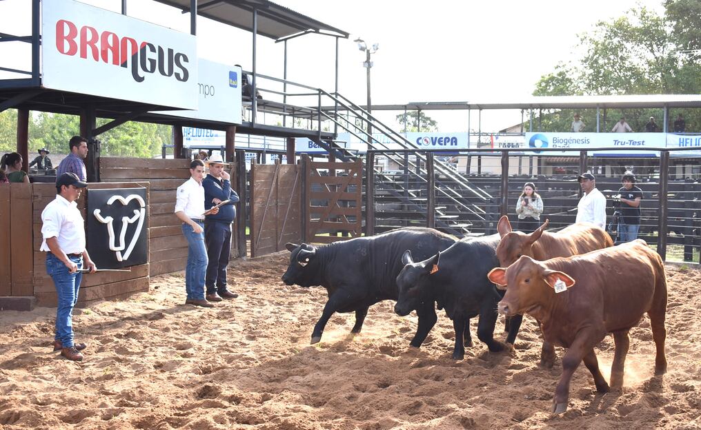 Durante el juzgamiento de la categoría júnior de alta selección, los ejemplares en competencia se lucieron con una alta calidad genética. Foto: Gentileza.
