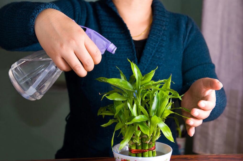 Cómo utilizar los 5 elementos del Feng Shui para traer armonía al hogar
