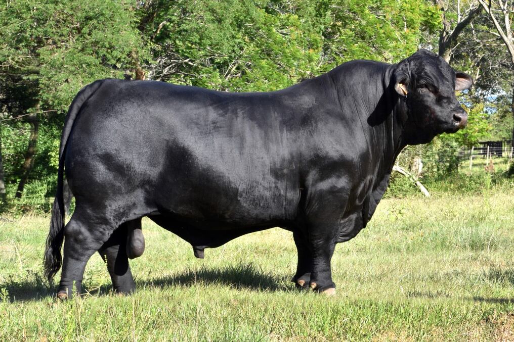Se trata de Arasunu, un toro moderno, blando, con un frame moderado y cargando más de 1.000 kilos de carne. Foto: Gentileza.