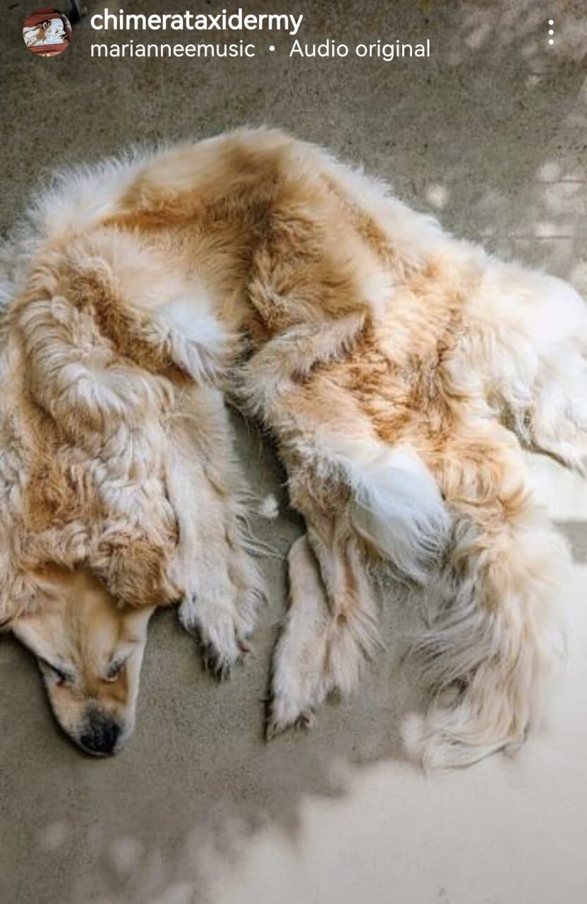 Una familia australiana amaba tanto a su perro que al morir contrataron el servicio de una empresa que realiza taxidermia, para así tenerlo con ellos para siempre. Foto: Captura de pantalla.