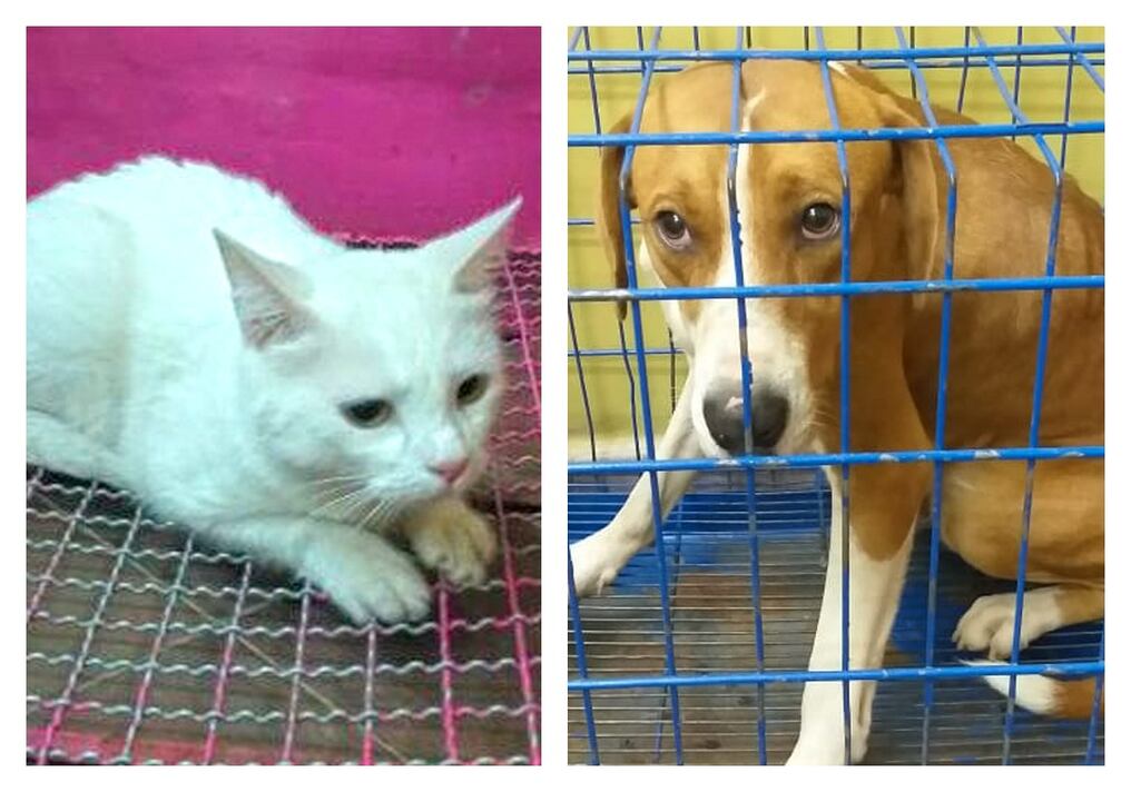 Los animales fueron rescatados y se encuentran a cargo de la dirección de Defensa Animal. En el caso de que los familiares de la exdueña no los reclamen serán puestos en adopción. Foto: Gentileza.