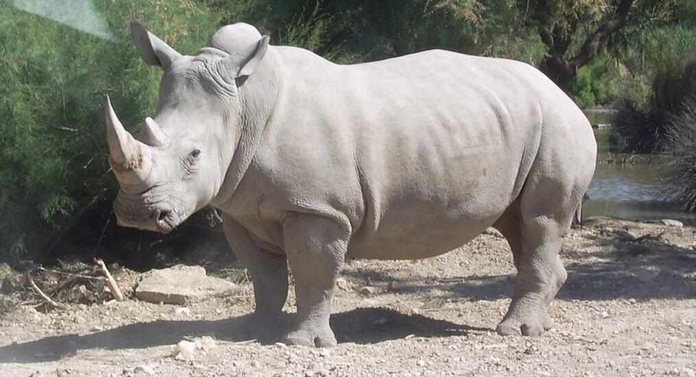 BioRescue, un consorcio de científicos y ecologistas, logró en los últimos dos años recoger 80 ovocitos de dos mastodontes. Foto: Gentileza.