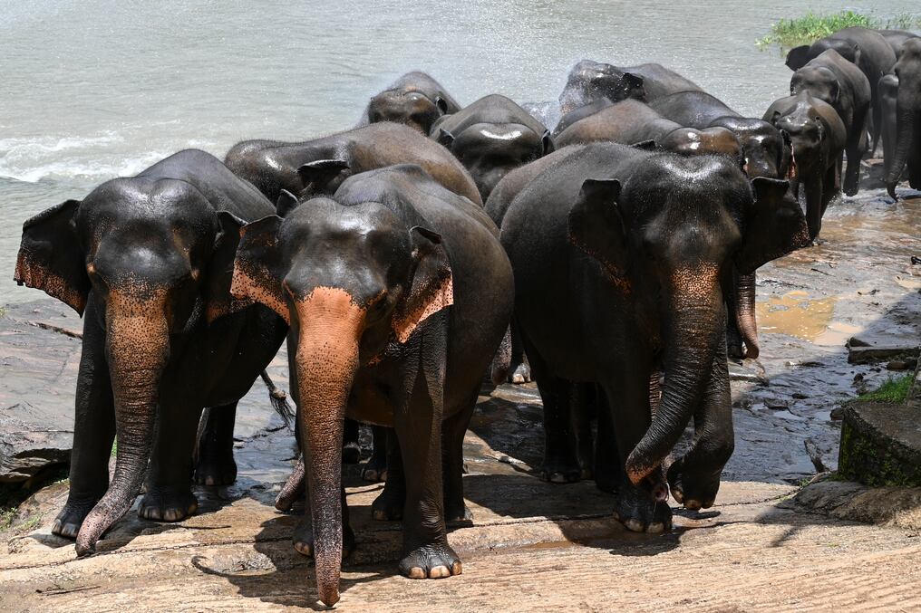 Cada 12 de agosto se conmemora el Día Mundial del Elefante. Foto: AFP
