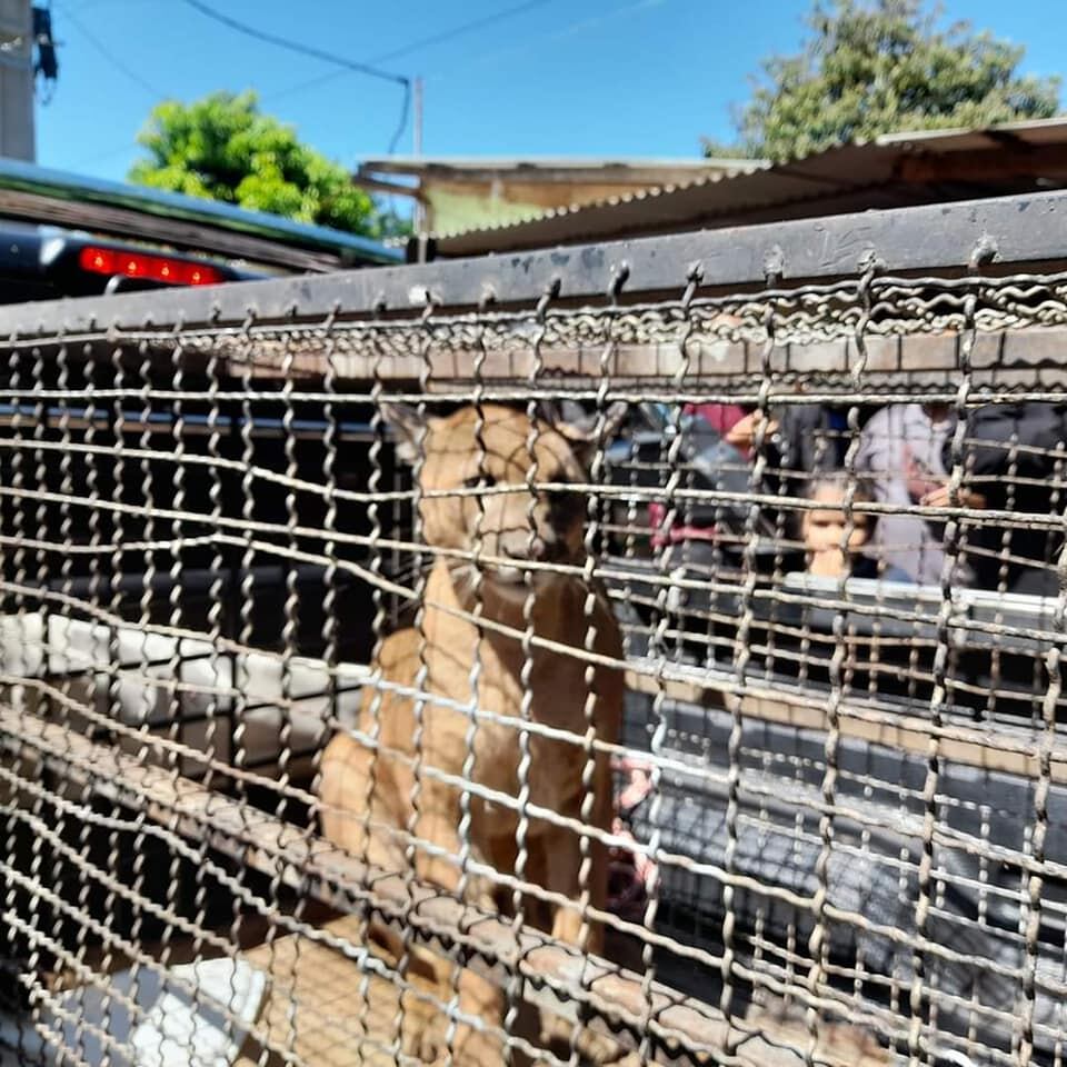La dueña de la casa donde ingresó el ejemplar pensó que era un pitbull que había ingresado a su baño. Foto Gentileza.