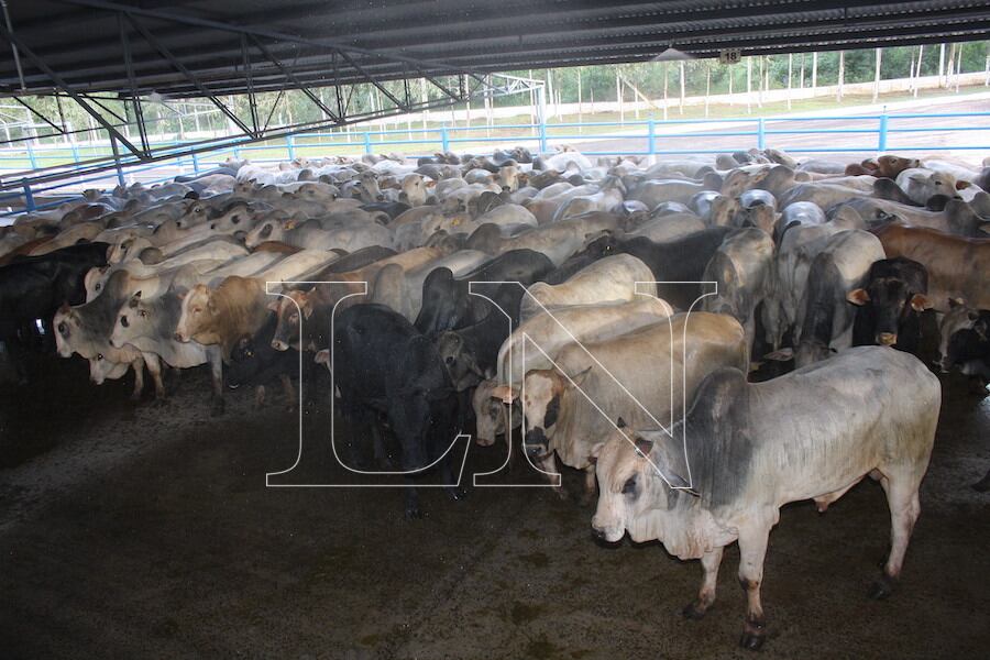 Los productores señalan que existe necesidad de que el Gobierno ayude con políticas públicas para mejorar la situación del sector. Foto: Pánfilo Leguizamón.