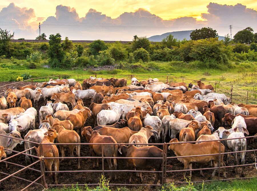 Paraguay puede seguir creciendo en forma sostenida en materia de ganadería, según el titular de la Comisión de Carne de la ARP. Foto: Archivo.