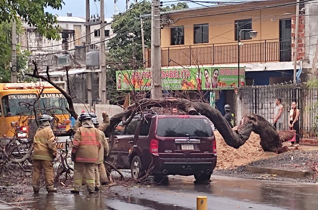 El temporal de ayer viernes dejó varios árboles caídos, como este caso sobre la avenida Zavalas Cué en Fernando de la Mora. Foto: Gentileza.