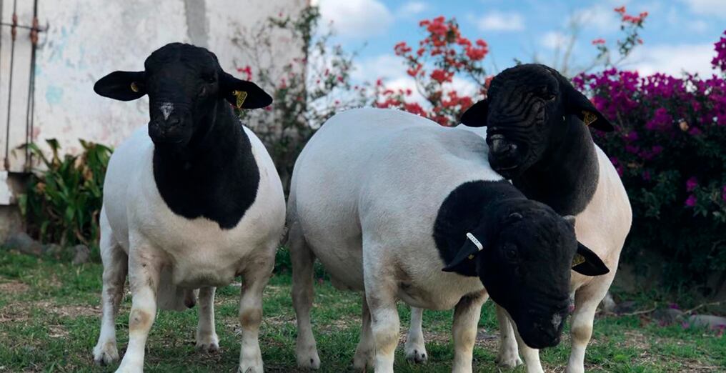 El contacto con los productores argentinos se inició en el 2019 en el marco de la Expo Mariano Roque Alonso. Foto: Gentileza.