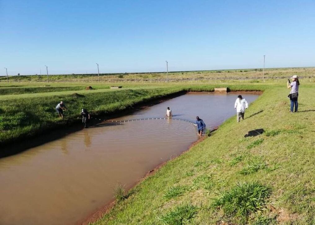 Los ejemplares son reproducidos artificialmente en las estaciones de piscicultura a cargo del Programa de Fauna Íctica, dependiente del Sector Medio Ambiente, de Yacyretá. Foto: Gentileza.