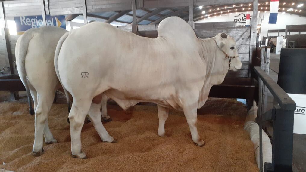 Con un crecimiento de 40% en participación con relación a la última edición 2019, se desarrolla la Expo Nacional Nelore que culmina el lunes próximo. Foto: Gentileza.